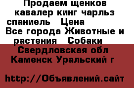 Продаем щенков кавалер кинг чарльз спаниель › Цена ­ 60 000 - Все города Животные и растения » Собаки   . Свердловская обл.,Каменск-Уральский г.